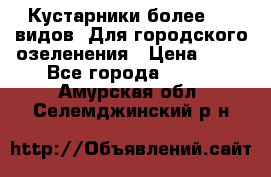 Кустарники более 100 видов. Для городского озеленения › Цена ­ 70 - Все города  »    . Амурская обл.,Селемджинский р-н